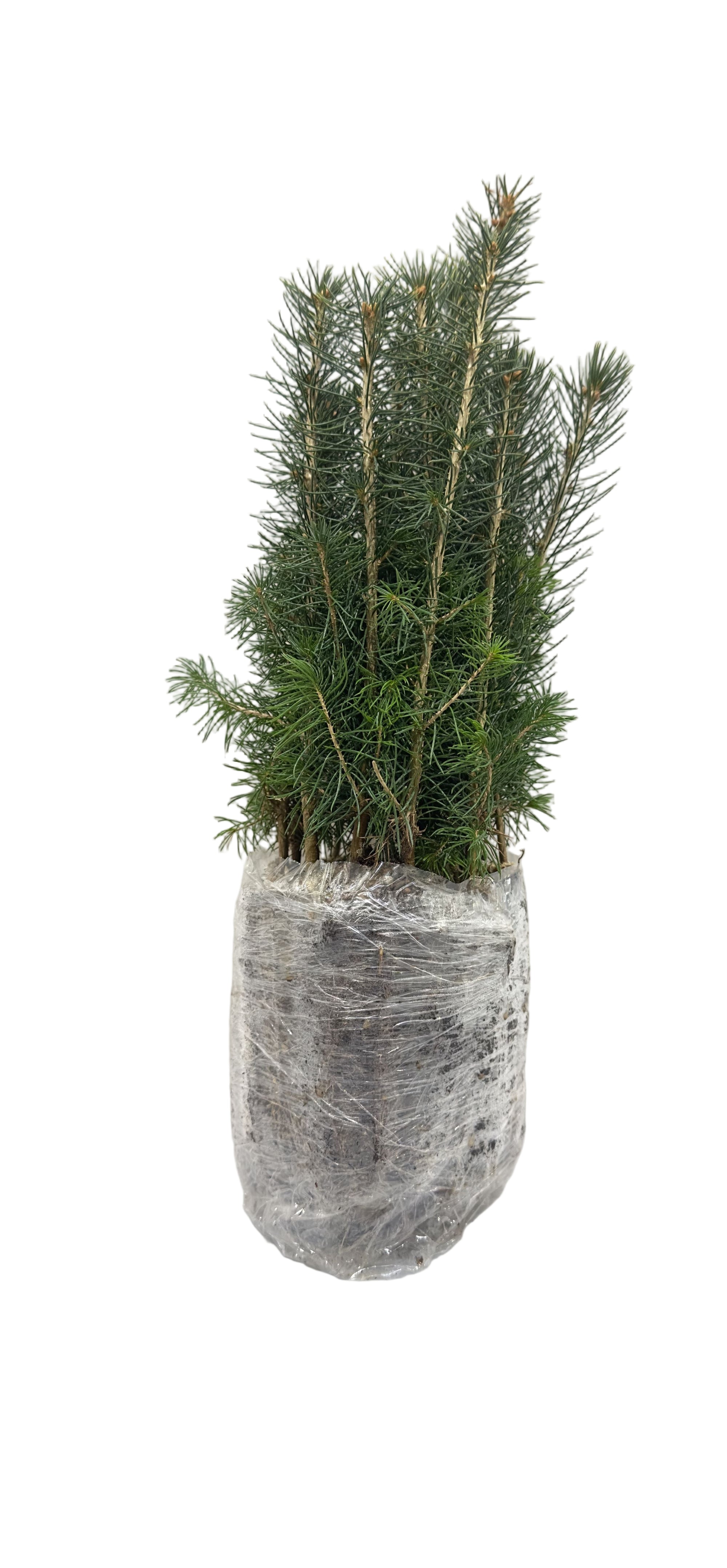Spruce White (Picea glauca)
