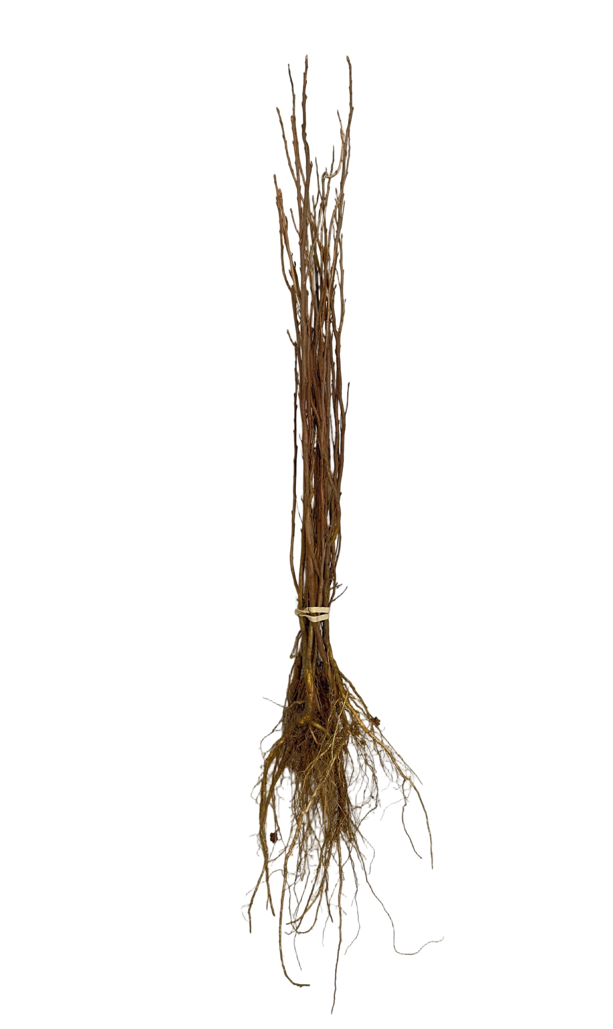 Wolf Willow (Silverberry) (Elaeagnus commutata) - Shrub Seedling