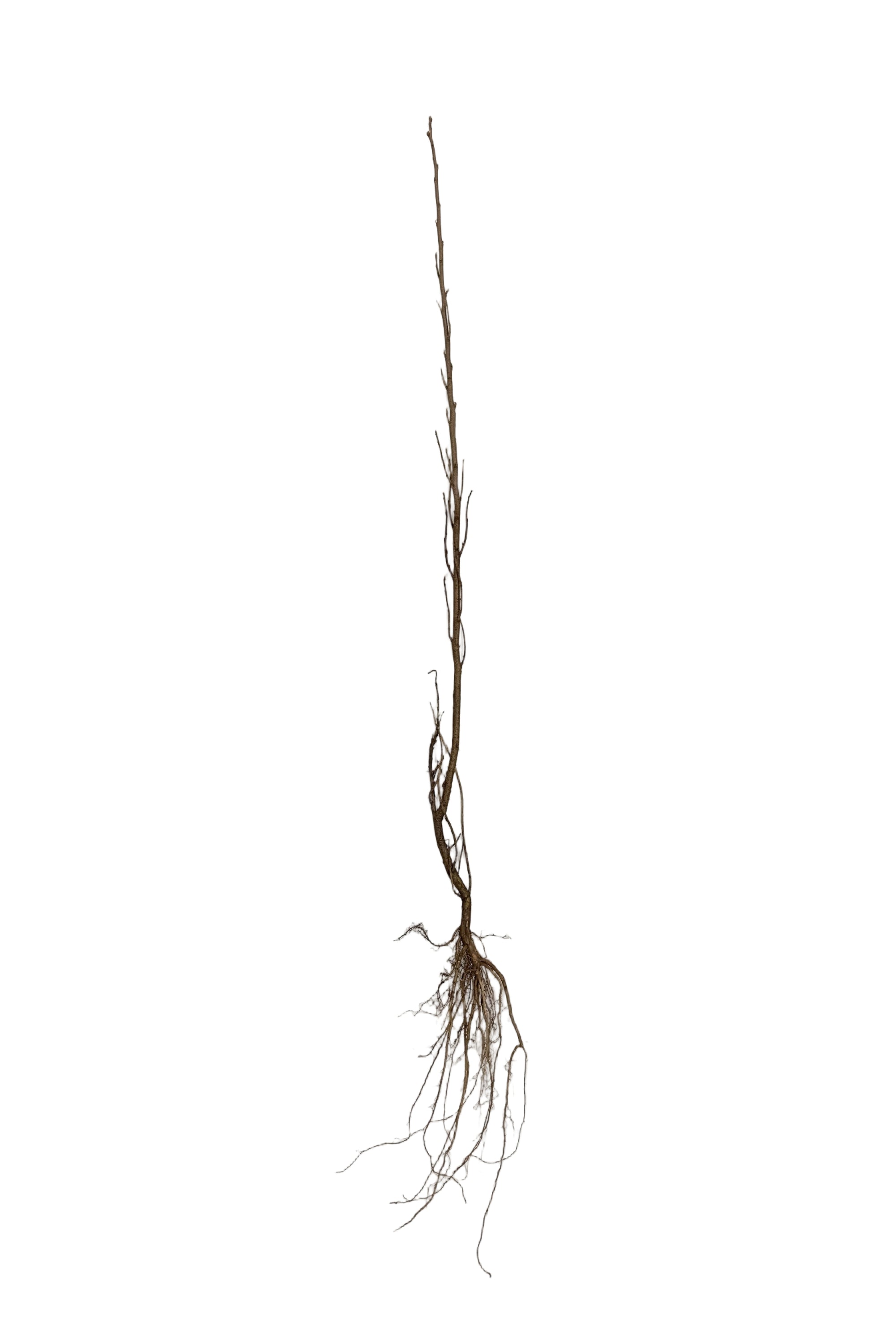 Wolf Willow (Silverberry) (Elaeagnus commutata) - Shrub Seedling