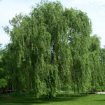 Willow Weeping Lace (Salix babylonica) - Tree Seedling