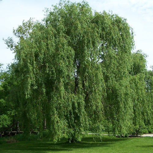 Willow Weeping Lace (Salix babylonica) - Tree Seedling