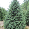 Spruce White (Picea glauca)
