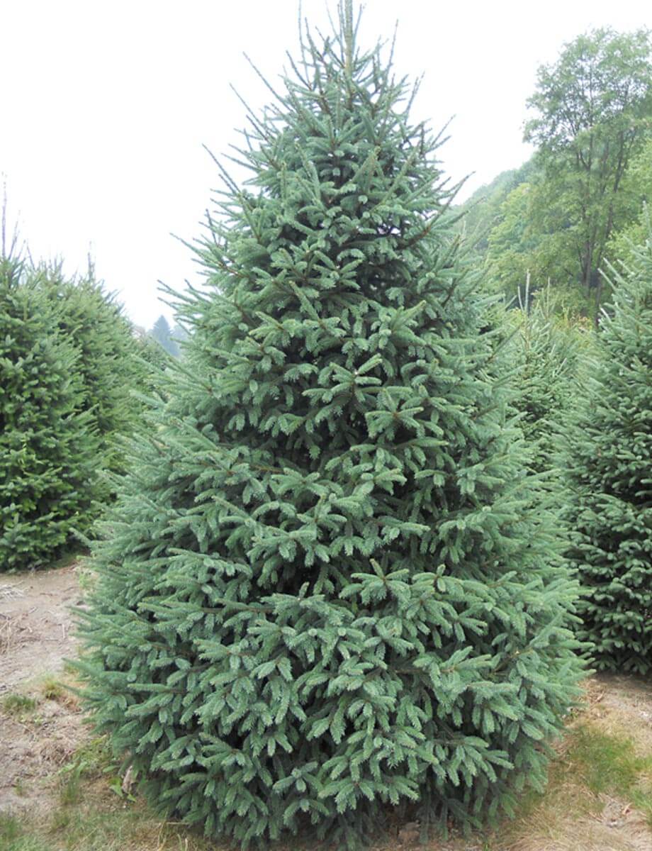 Spruce White (Picea glauca)