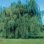Willow Weeping Lace (Salix babylonica)