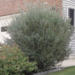 Willow Blue Fox (Salix brachycarpa)