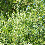 Willow Acute (Salix acutifolia)