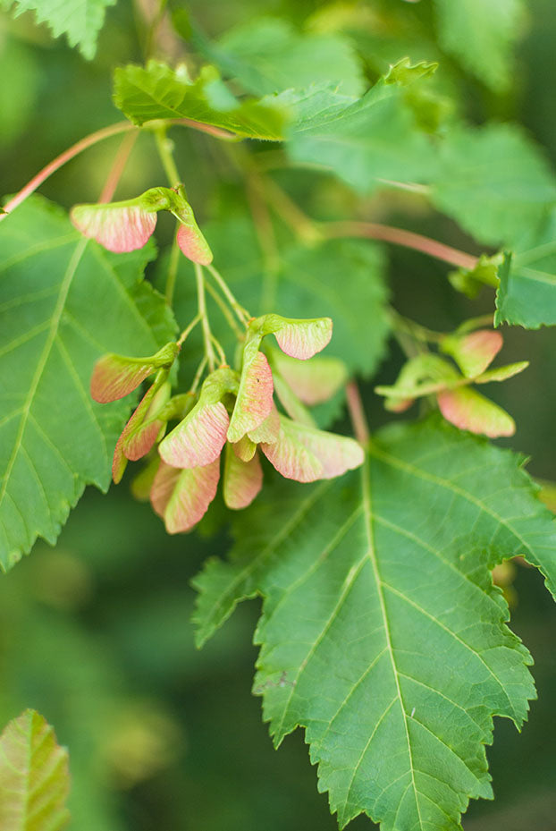 Acer ginnala - Érable de L'amur / Amur Maple - Nos végétaux Acer ginnala - Érable de L'amur / Amur Maple - Nos végétaux
