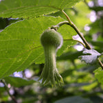 Hazelnut Beaked (Corylus cornuta)
