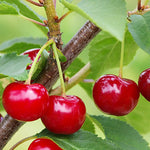 Cherry Carmine Jewel SK (Prunus x kerrasis)
