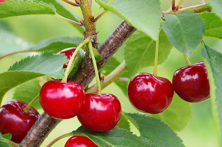 Cherry Carmine Jewel SK (Prunus x kerrasis)