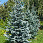 Spruce Colorado (Picea pungens)