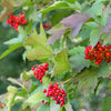 Cranberry Highbush (Viburnum trilobum)