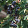 Saskatoon Berry JB30 (Amelanchier alnifolia)