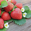 Strawberry Kent (Fragaria)