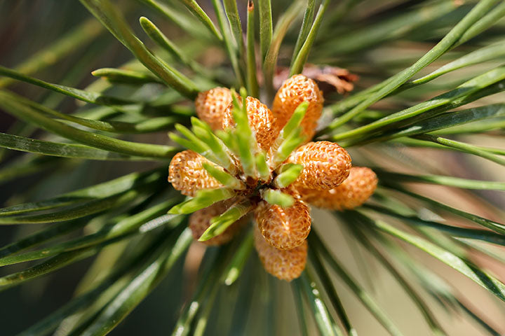 Pine Lodgepole (Pinus contorta latifolia)