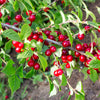 Cherry Nanking (Prunus tomentosa)