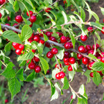 Cherry Nanking (Prunus tomentosa)