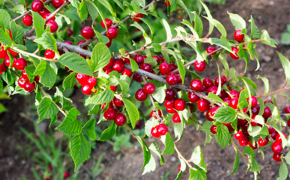 Cherry Nanking (Prunus tomentosa)