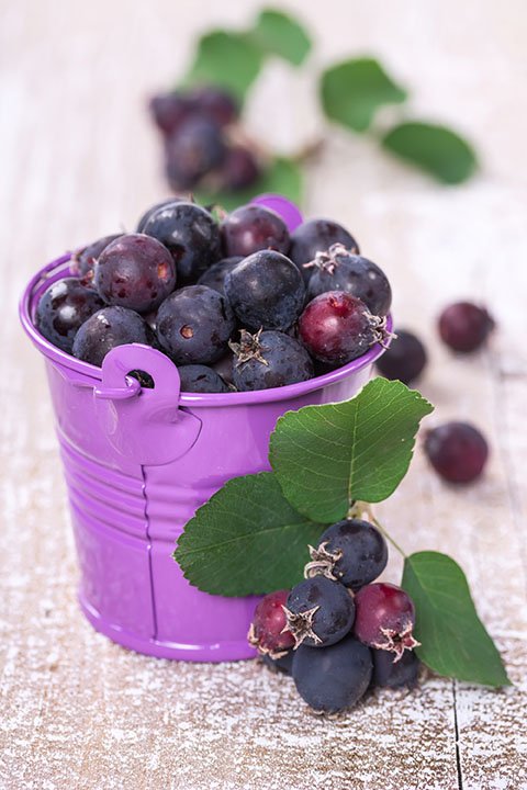 Frutastic Rocking Raspberry - framboise lyophilisée - 10x15 grammes