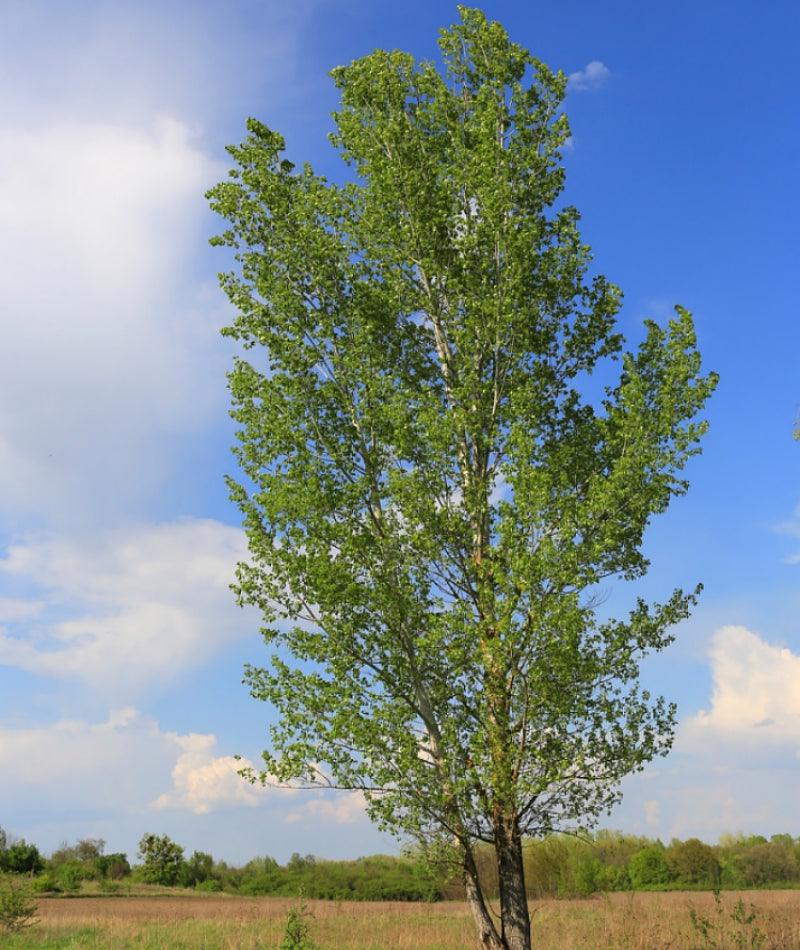 Poplar Prairie Sky (Populus 'x' canadensis) - Tree Seedling