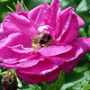 Rose Purple Pavement (Rosa rugosa)