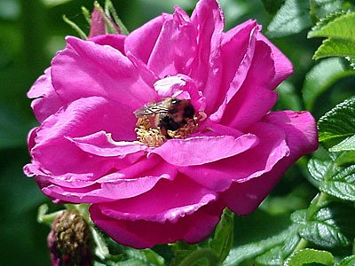 Rose Purple Pavement (Rosa rugosa)