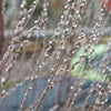 Willow Native Pussy (Salix discolor)