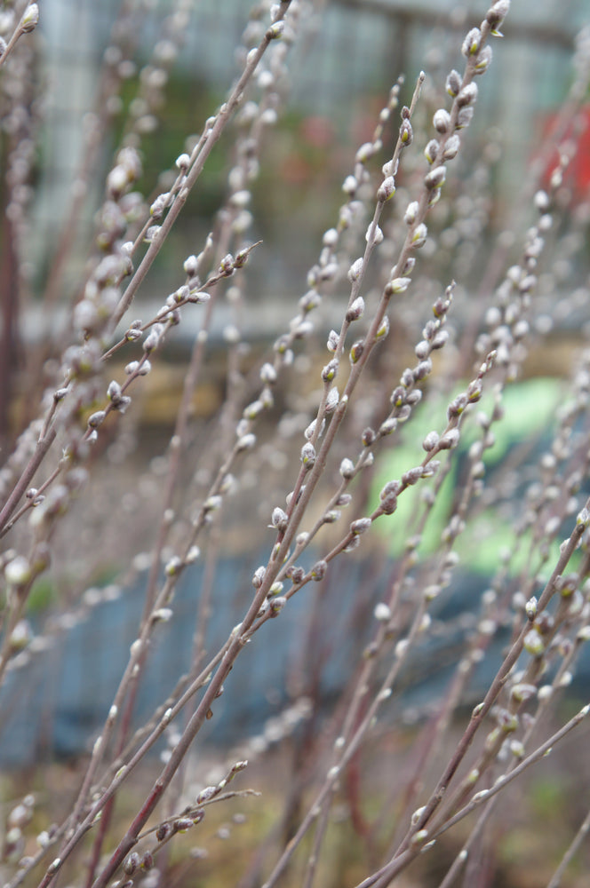 Willow Native Pussy (Salix discolor)