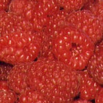 Raspberry Double Delight (Rubus)
