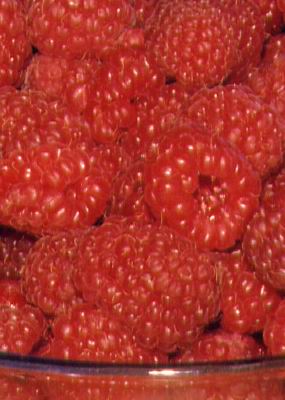 Raspberry Double Delight (Rubus)
