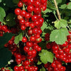 Currant Red Lake (Ribes rubrum)