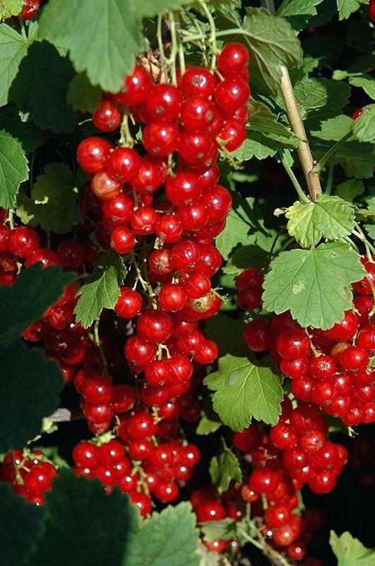 Currant Red Lake (Ribes rubrum)