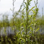 Willow Sandbar (Salix interior) - Shrub Seedling