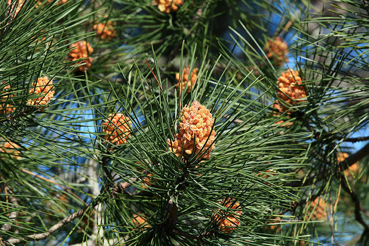 Pine Scots (Pinus sylvestris)