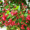 Maple Tatarian (Acer tataricum)