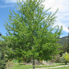 Poplar Trembling Aspen (Populus tremuloides) - Tree Seedling