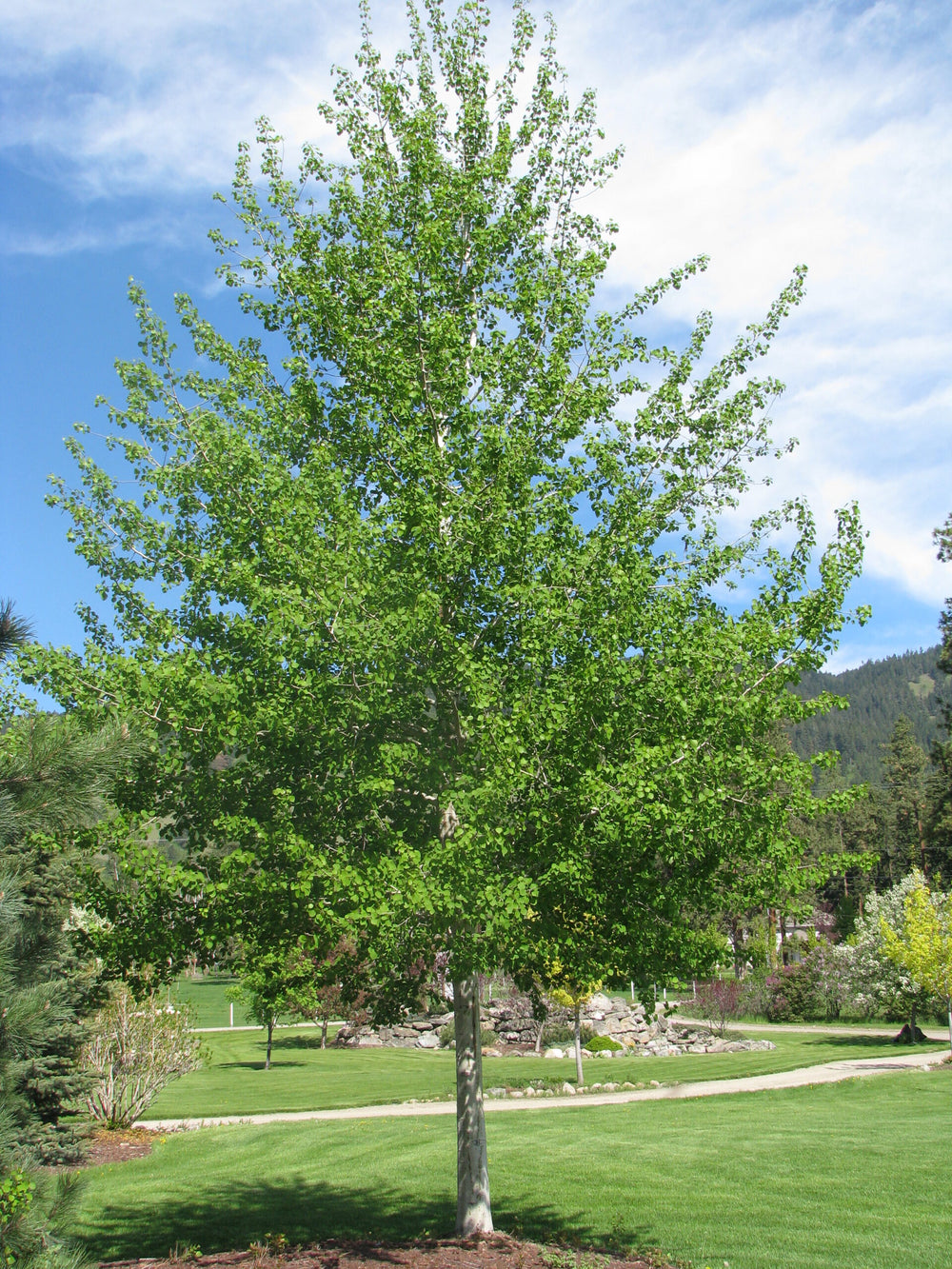 Poplar Trembling Aspen (Populus tremuloides) - Tree Seedling – Select ...