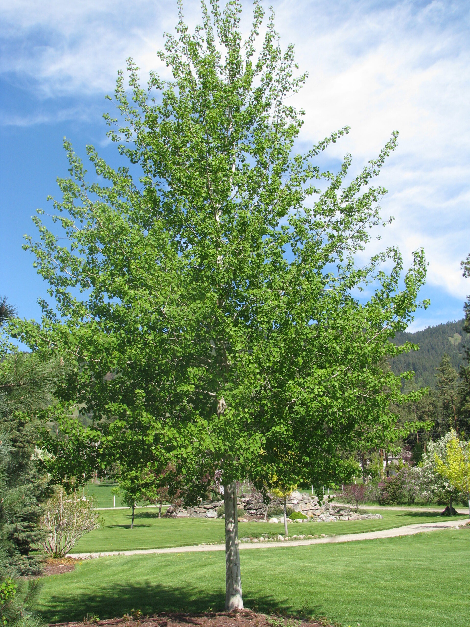 Poplar Trembling Aspen (Populus tremuloides) - Tree Seedling