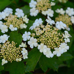 Cranberry Wentworth (Viburnum trilobum)