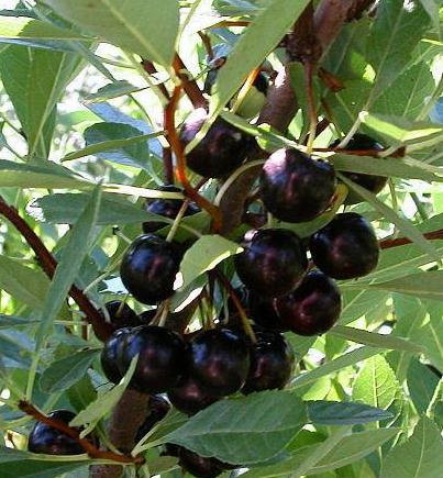 Cherry Sandcherry (Prunus besseyi) - Shrub Seedling